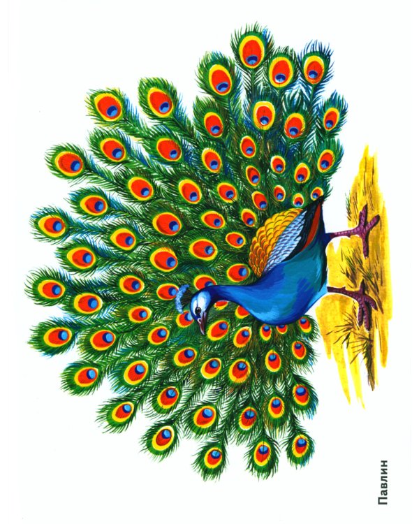 Птицы в картинках. Вып. 3. Наглядное пособие для педагогов, логопедов, воспитателей, родителей