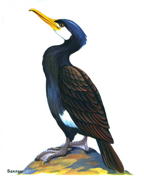 Птицы в картинках. Вып. 3. Наглядное пособие для педагогов, логопедов, воспитателей, родителей