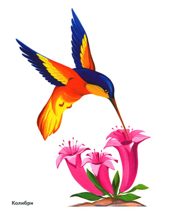 Птицы в картинках. Вып. 3. Наглядное пособие для педагогов, логопедов, воспитателей, родителей