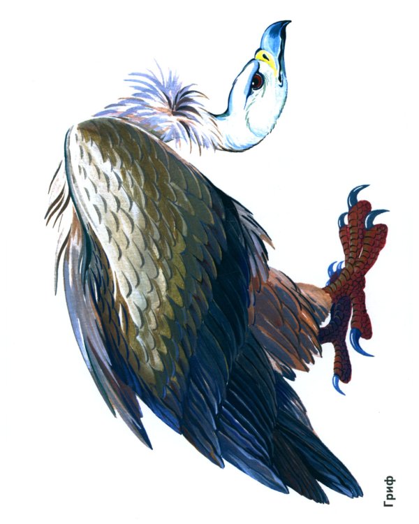 Птицы в картинках. Вып. 3. Наглядное пособие для педагогов, логопедов, воспитателей, родителей