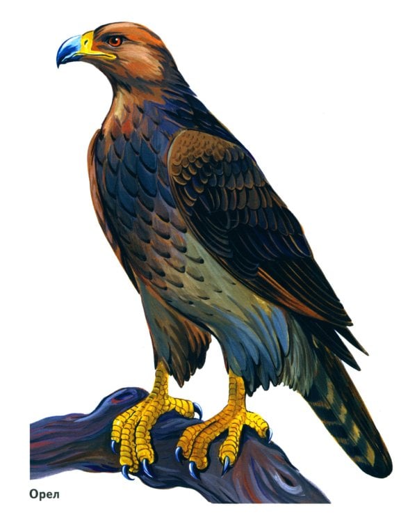 Птицы в картинках. Вып. 3. Наглядное пособие для педагогов, логопедов, воспитателей, родителей