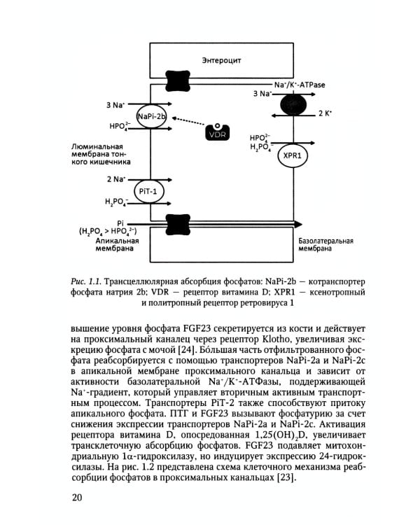Рахит-новый взгляд на старую болезнь