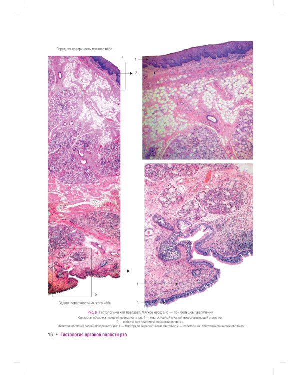 Гистология органов полости рта: учебное пособие (атлас)