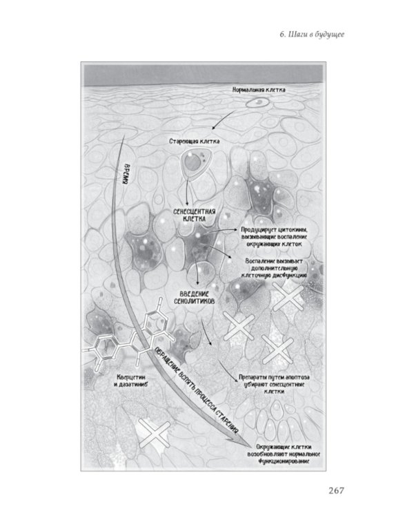 Жизненный план, или Революционная теория о том, почему мы стареем и возможно ли этого избежать