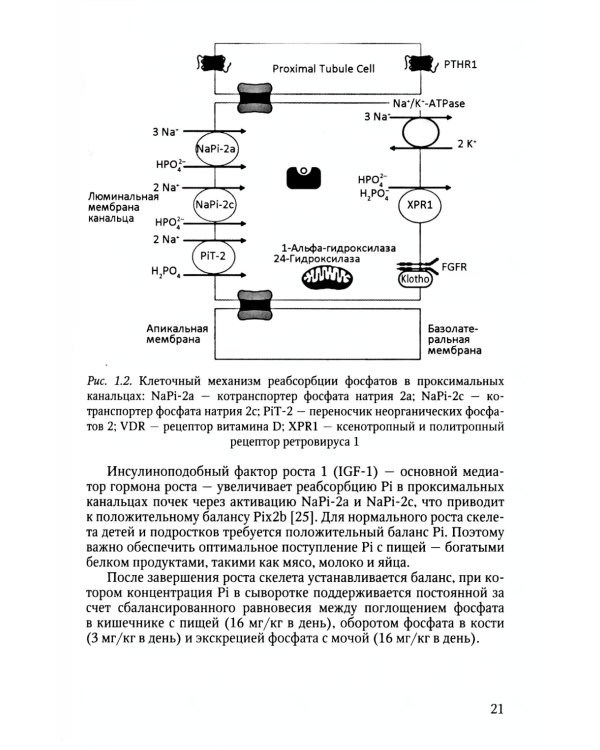 Рахит-новый взгляд на старую болезнь