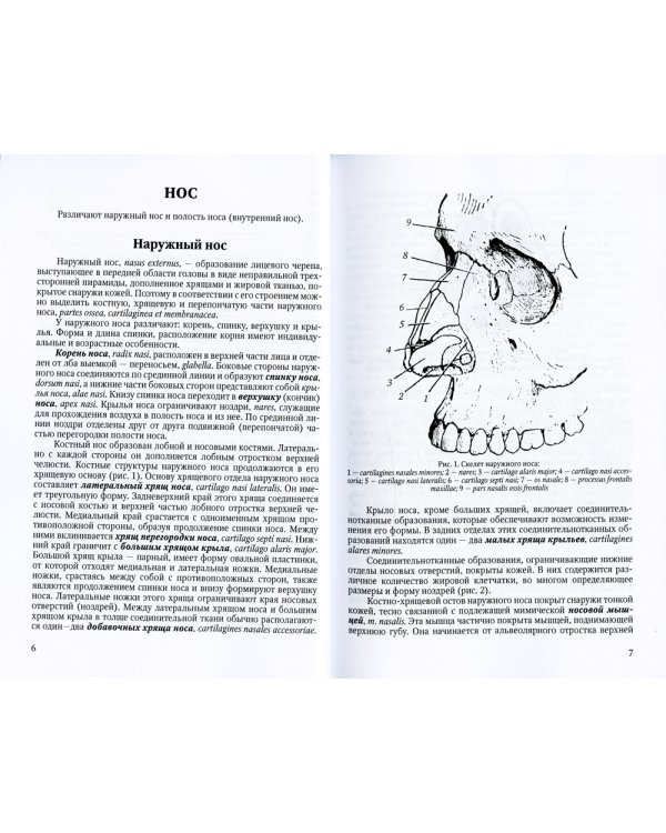 Функциональная анатомия ЛОР-органов