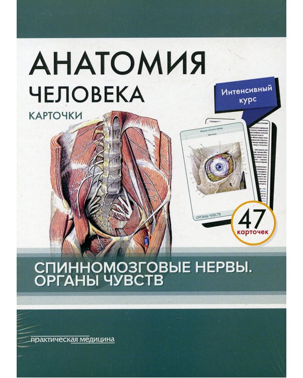 Анатомия человека: карточки. (47 шт). Спинномозговые нервы. Органы чувств