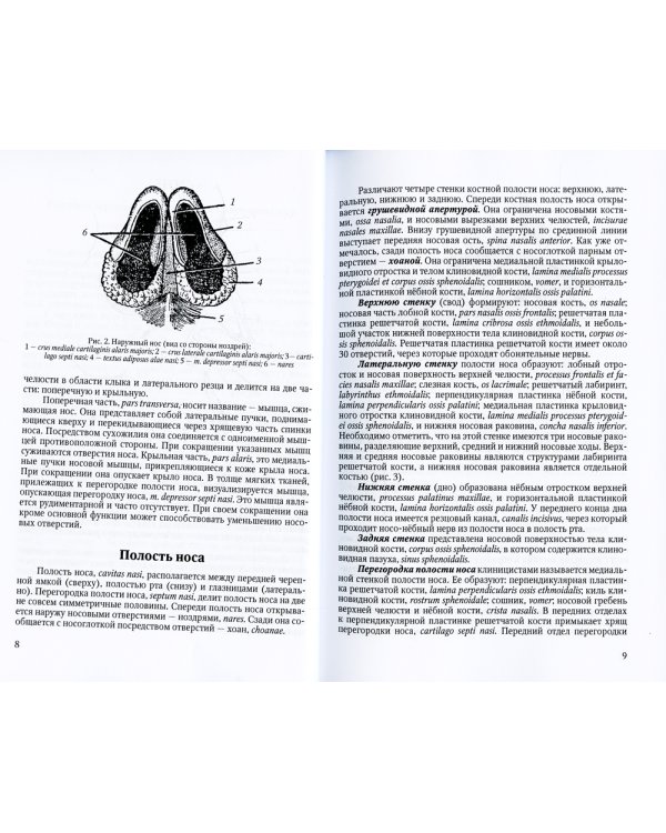 Функциональная анатомия ЛОР-органов