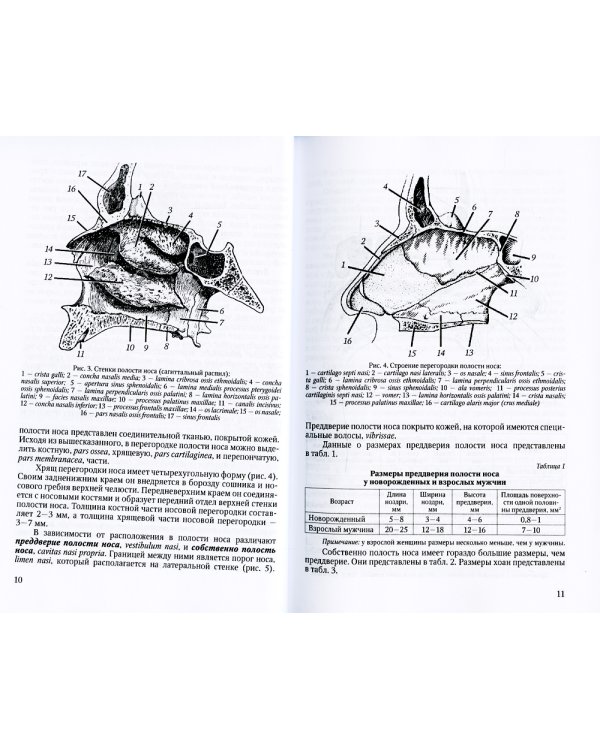 Функциональная анатомия ЛОР-органов