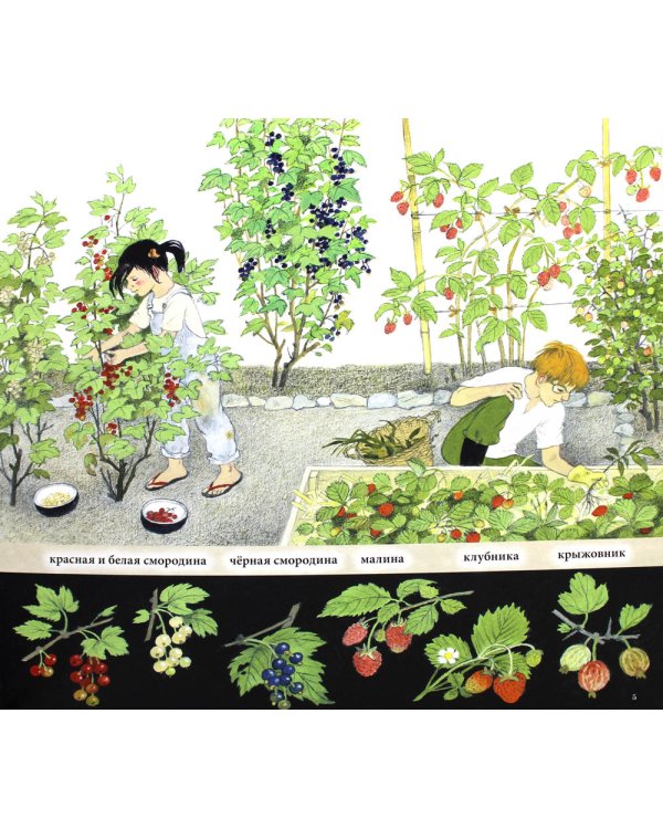 Как растут ягоды, орехи и фрукты?