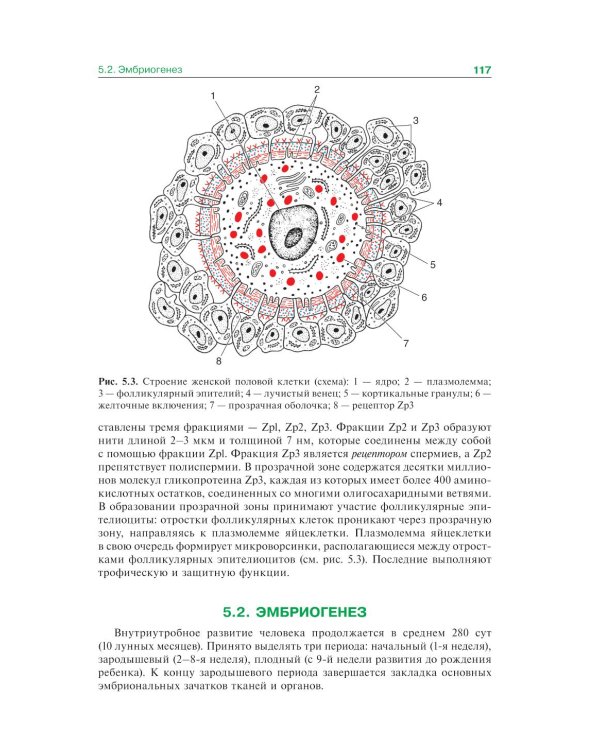 Гистология, эмбриология и цитология: Учебник. 7-е изд., перераб. и доп