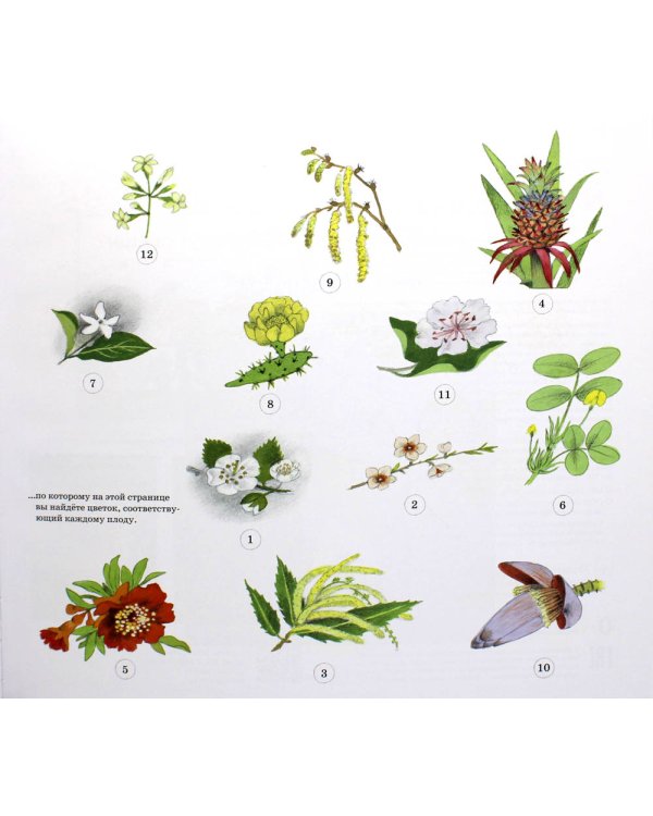 Как растут ягоды, орехи и фрукты?