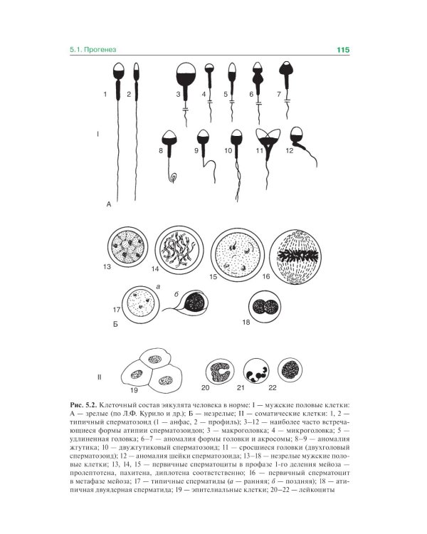 Гистология, эмбриология и цитология: Учебник. 7-е изд., перераб. и доп