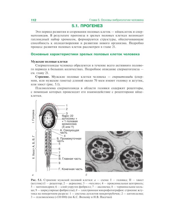 Гистология, эмбриология и цитология: Учебник. 7-е изд., перераб. и доп
