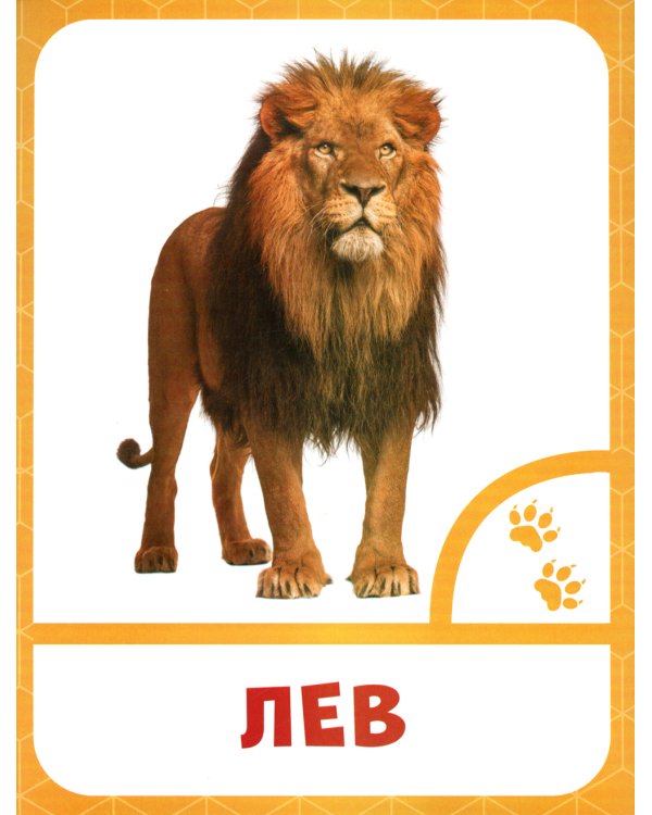 Животные жарких стран: 0+