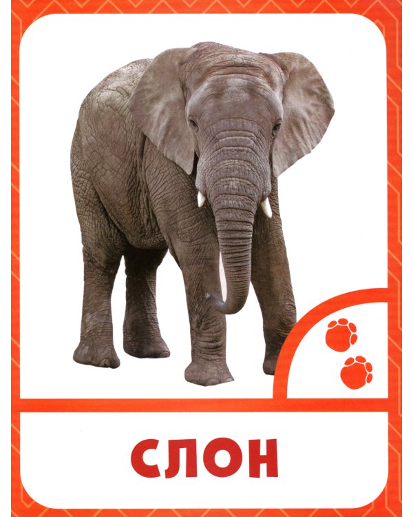 Животные жарких стран: 0+