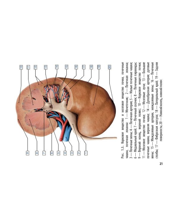 Онкоурология. Руководство
