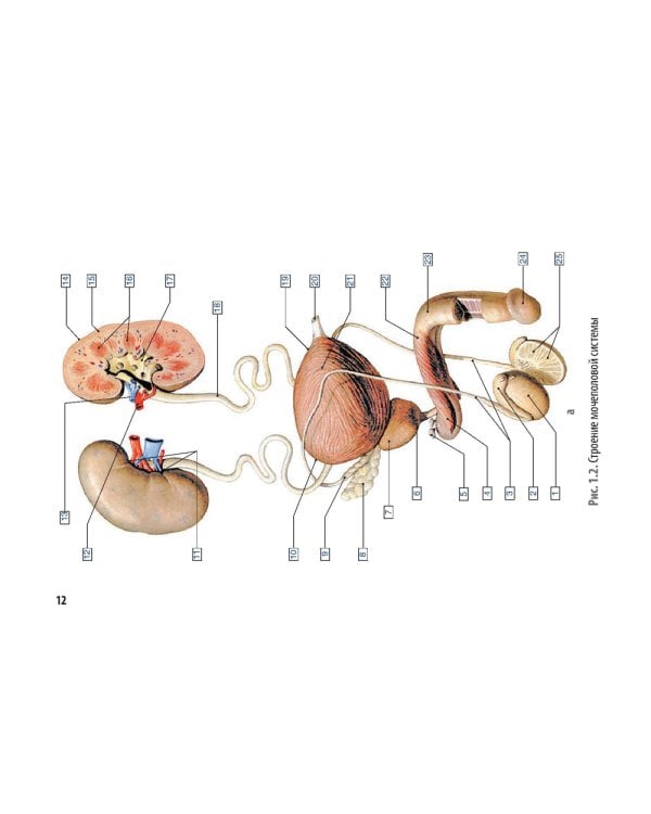 Онкоурология. Руководство