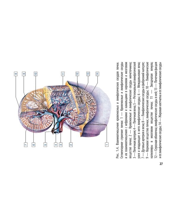 Онкоурология. Руководство