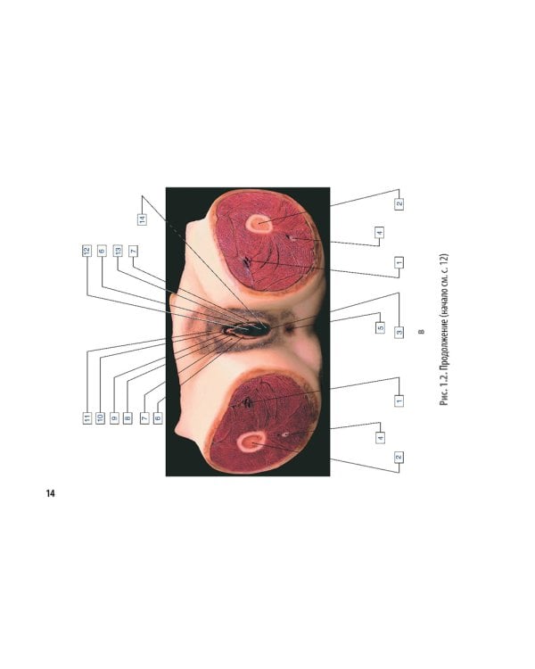 Онкоурология. Руководство