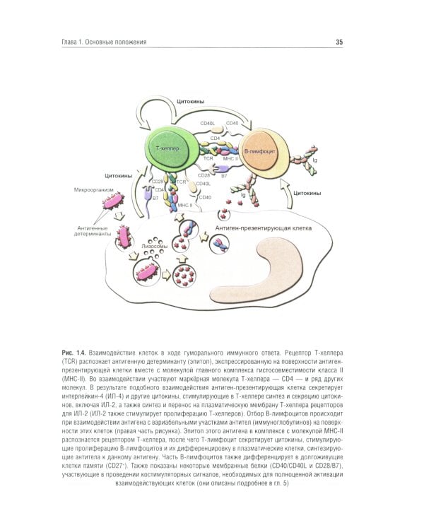 Иммунология: Учебник. 4-е изд., перераб. и доп