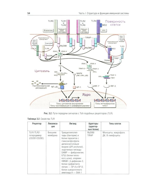 Иммунология: Учебник. 4-е изд., перераб. и доп