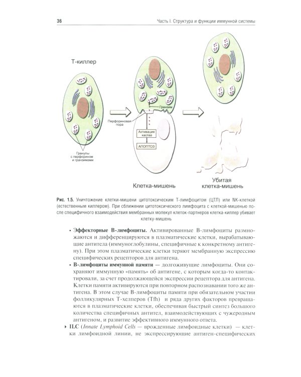 Иммунология: Учебник. 4-е изд., перераб. и доп