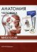 Анатомия человека: карточки (43 шт). Миология: Учебное пособие