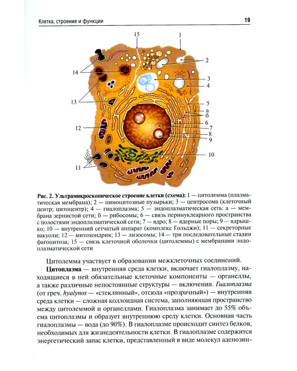 Анатомия человека: Учебник для фармацевтических факультетов