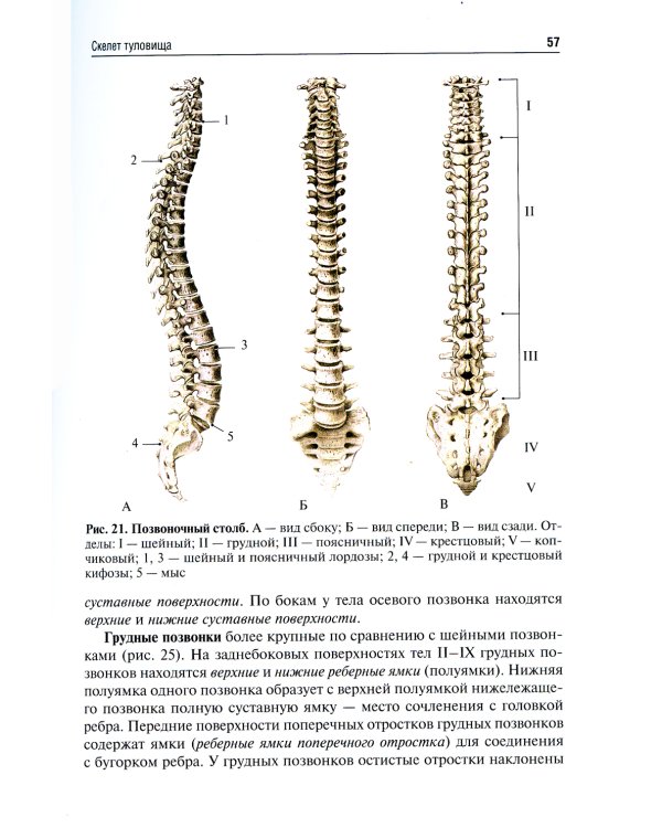 Анатомия человека: Учебник для фармацевтических факультетов