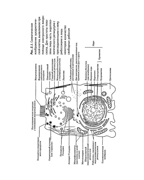 Генетика человека с основами медицинской генетики: Учебник. 8-е изд