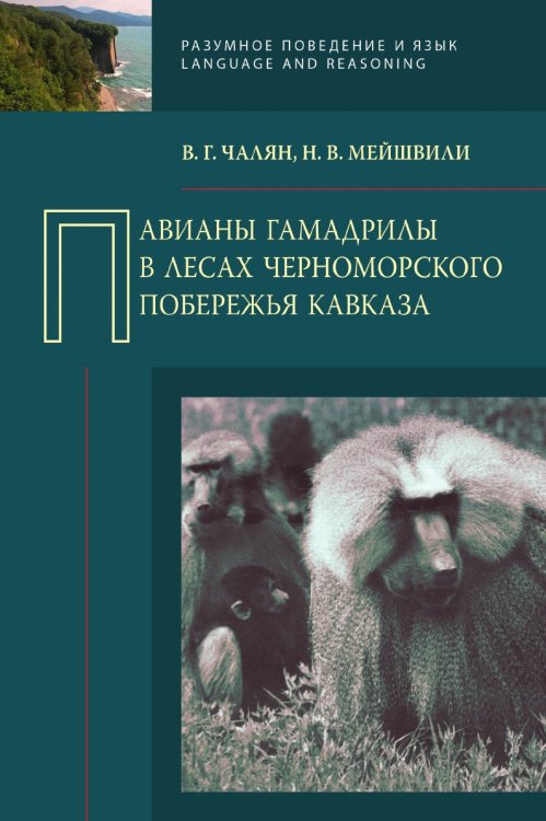 Павианы гамадрилы в лесах Черноморского побережья Кавказа