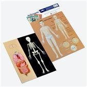 Игра магнитная Анатомия Магнитные истории европодвес