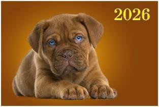 Забавный щенок