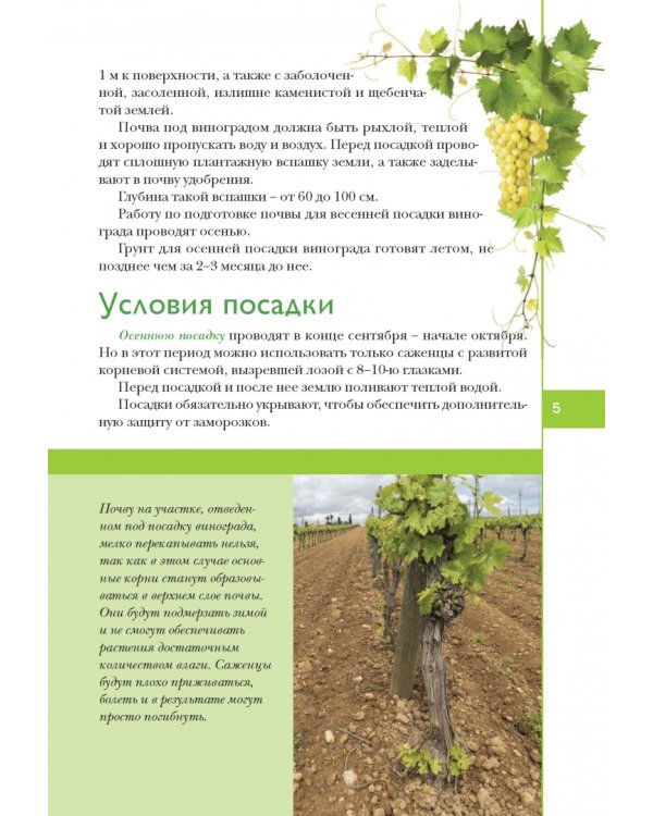 Виноград. Секреты выращивания для любого региона
