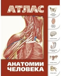 Атлас анатомии человека