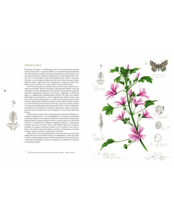 Бабочки. Основы систематики, среда обитания, жизненный цикл и магия совершенства