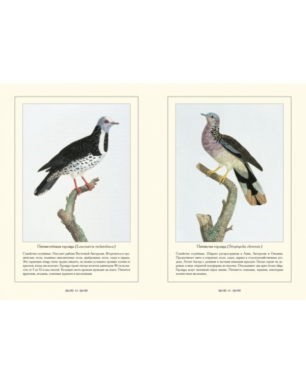 Экзотические голуби.Иллюстр.П.Книп