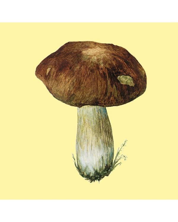 Грибы.Счетный материал от 0 до 10 (репродукция)