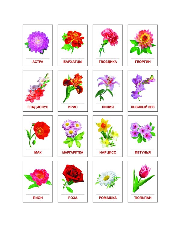 Раздаточные карточки "Цветы садовые" (16 карточек)