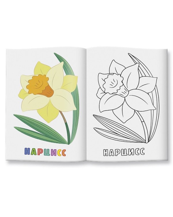 Цветы. Раскраска для малышей