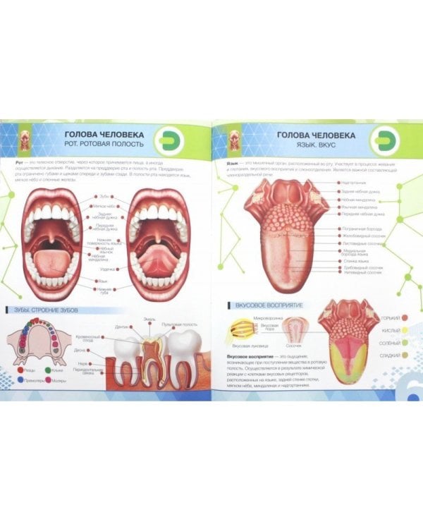 Энциклопедия. Анатомия 4D