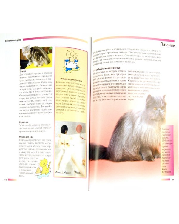 Персидская кошка. Содержание и уход