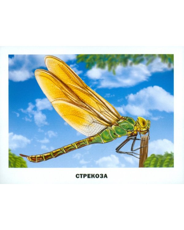 Обучающие карточки "Насекомые"