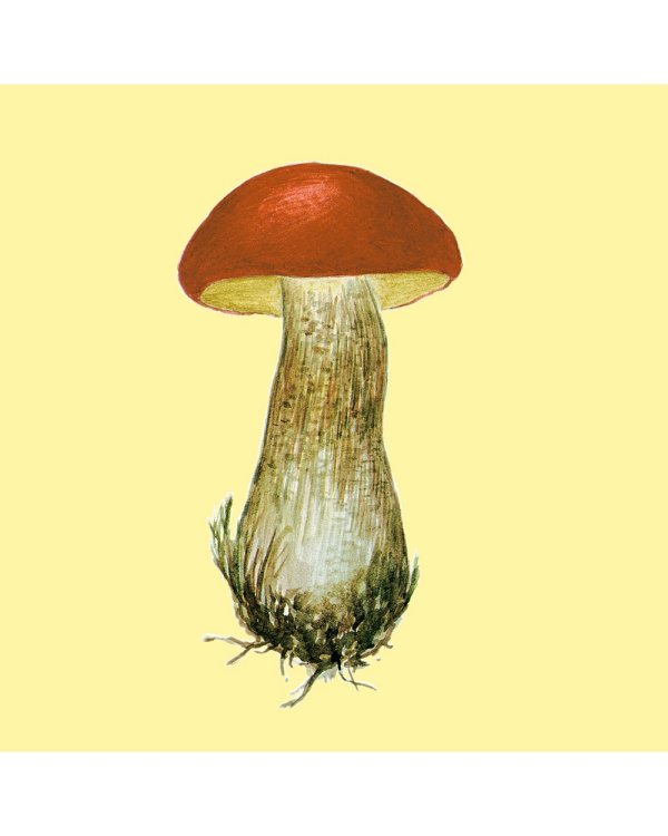 Грибы.Счетный материал от 0 до 10 (репродукция)