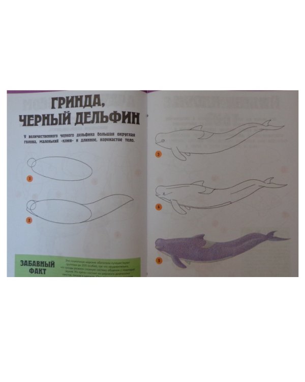 Обитатели моря. Шаг за шагом рисуем 25 различных обитателей моря. Для детей от 6 лет