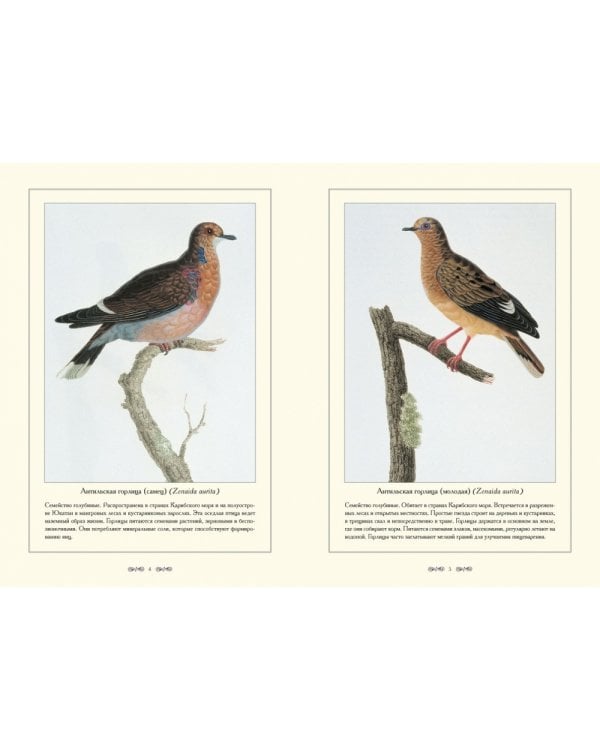 Экзотические голуби.Иллюстр.П.Книп