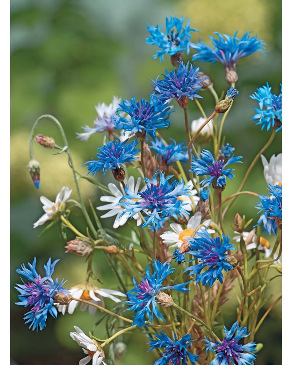 Полевые цветы из полимерной глины.Подробные мастер-классы