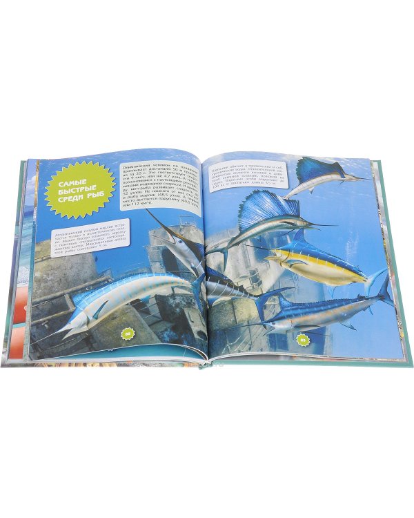 Подводный мир