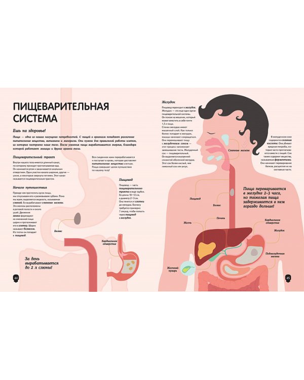 Тело человека. Визуальный гид